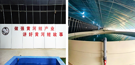 中国农科院草原所黄河鲤循环水养殖基地